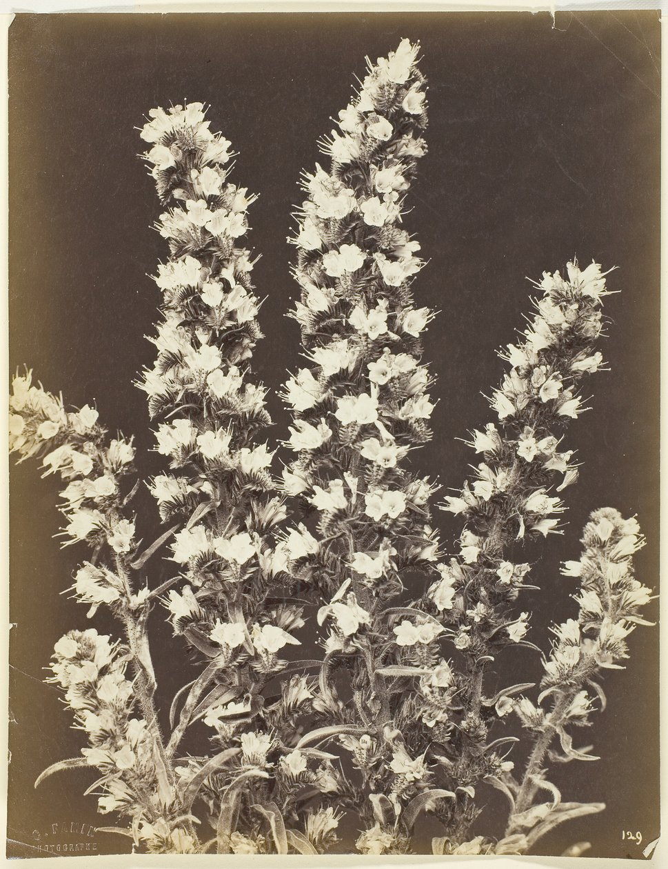 Nimetön [kukkiva kasvi], n. 1870. tekijältä Constant Alexandre Famin