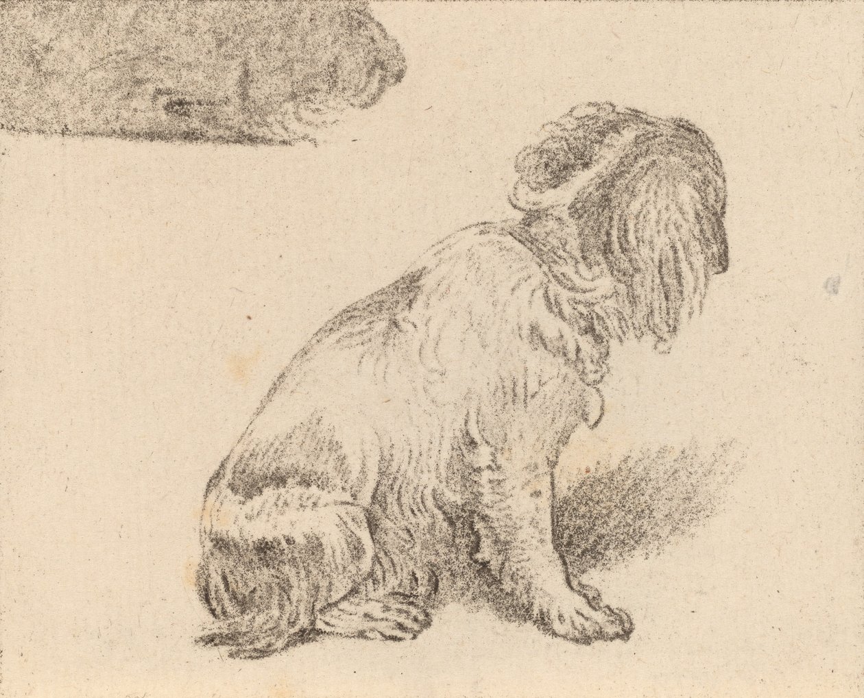 Istuva koira, 1777. tekijältä Cornelis Brouwer