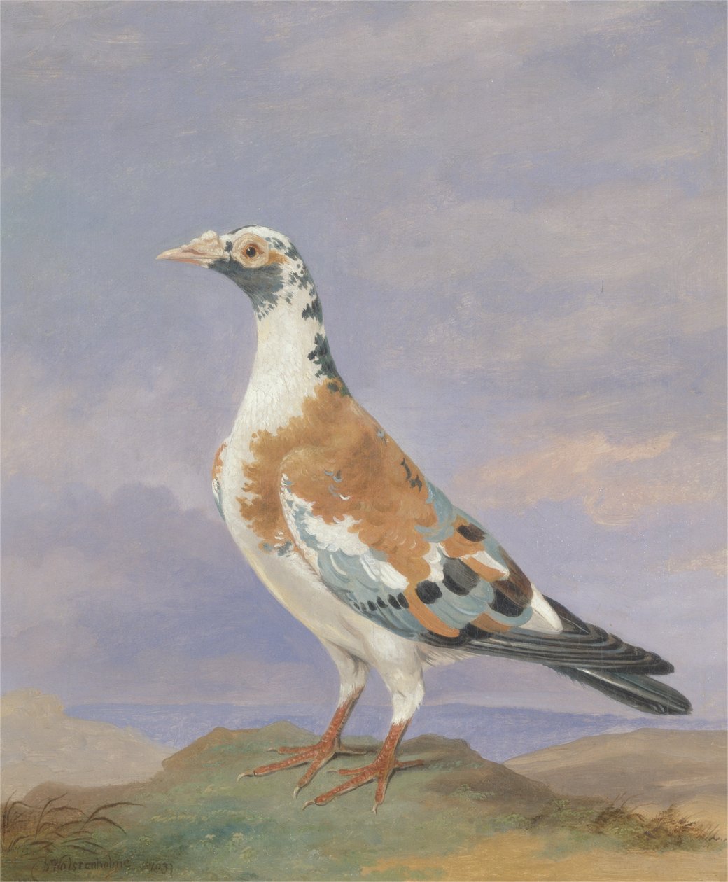 Grizzle Carrier Pigeon tekijältä D. the Younger Wolstenholme