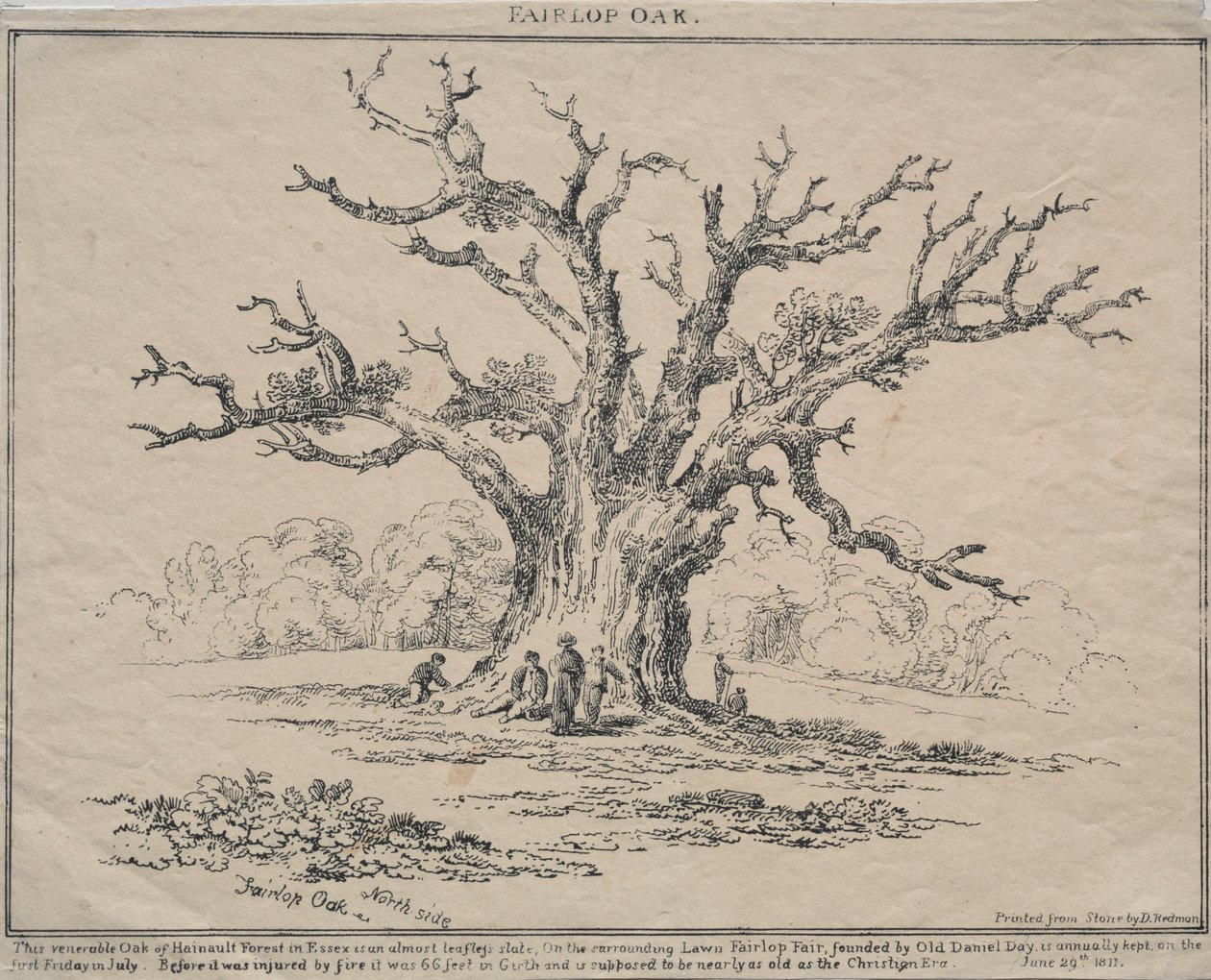 Fairlop Oak tekijältä D. H. Redman