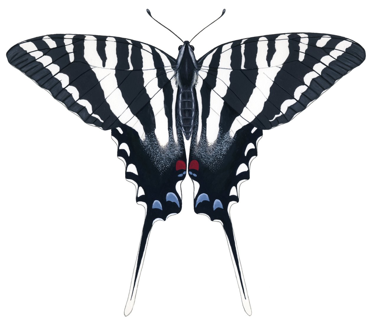 Zebra Swallowtail perhonen (guassi) tekijältä Damstra Emily