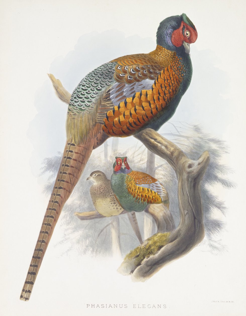 Phasianus Elegans (tyylikäs fasaani), 1870-1872 tekijältä Daniel Giraud Elliot