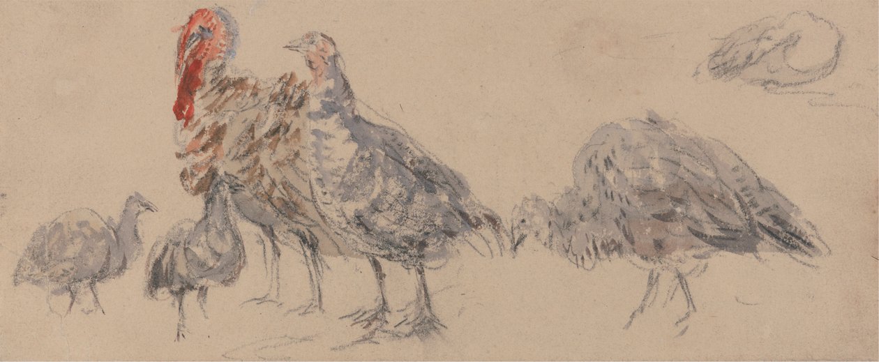 Kalkkunoiden tutkimus tekijältä David Cox