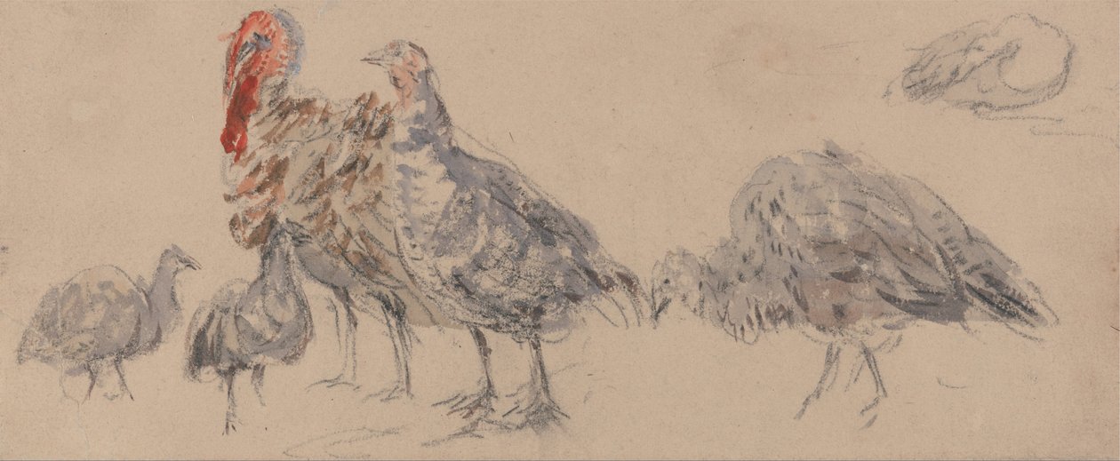 Kalkkunoiden tutkimus tekijältä David Cox