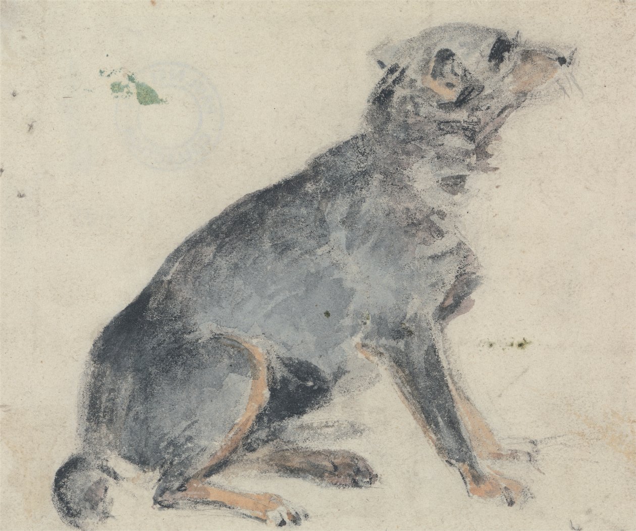 Koiran tutkimus tekijältä David Cox