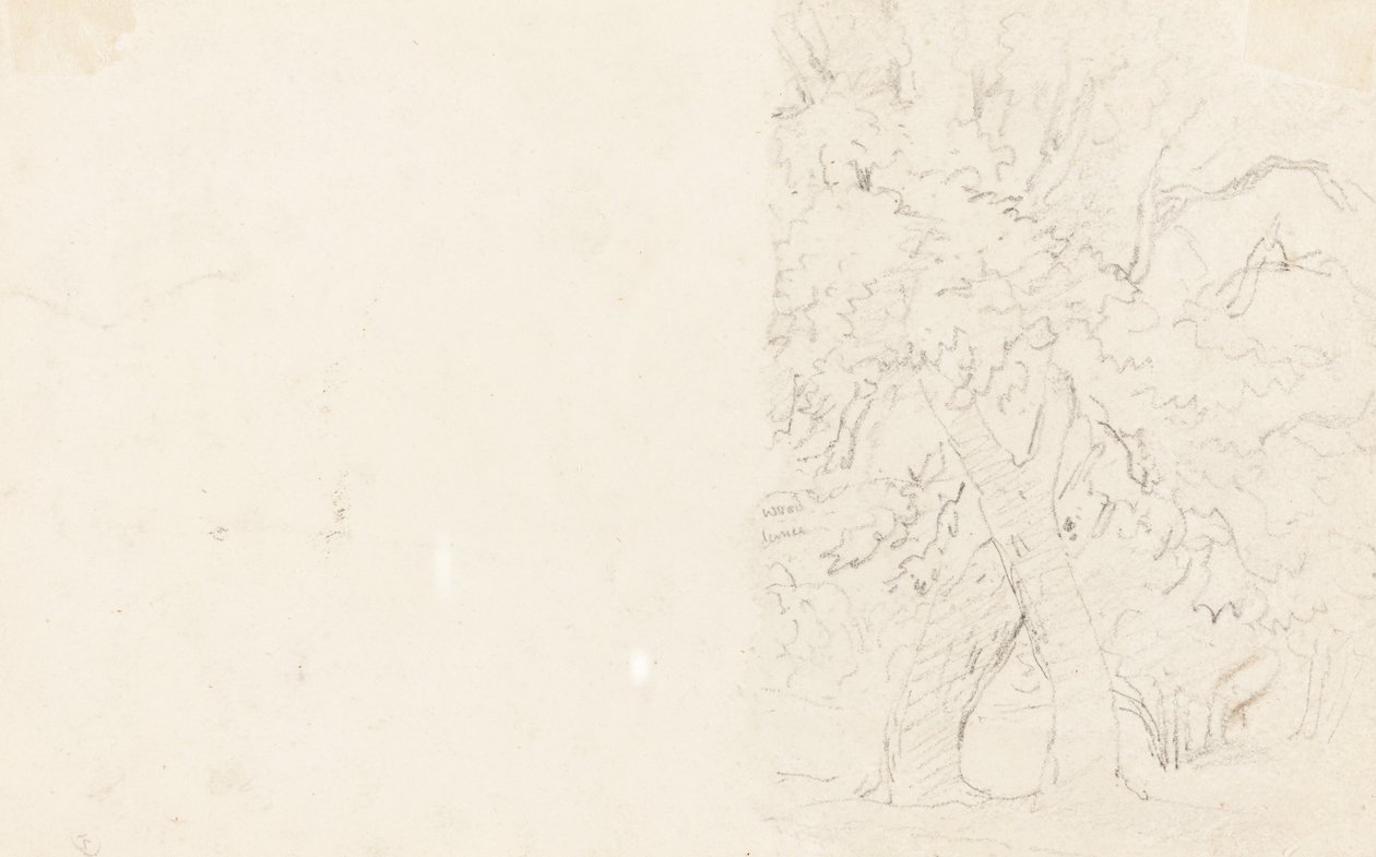 Puut [verso] tekijältä David Cox