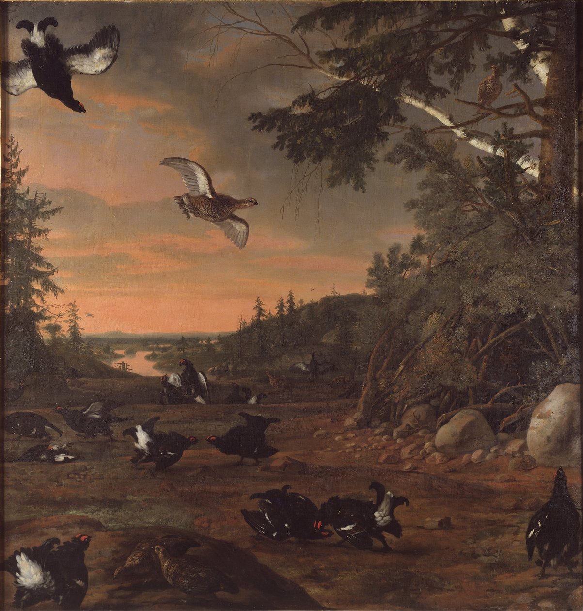 Ruotsalainen:  Orrspel
 Black Cocks at Ground tekijältä David Klöcker Ehrenstrahl