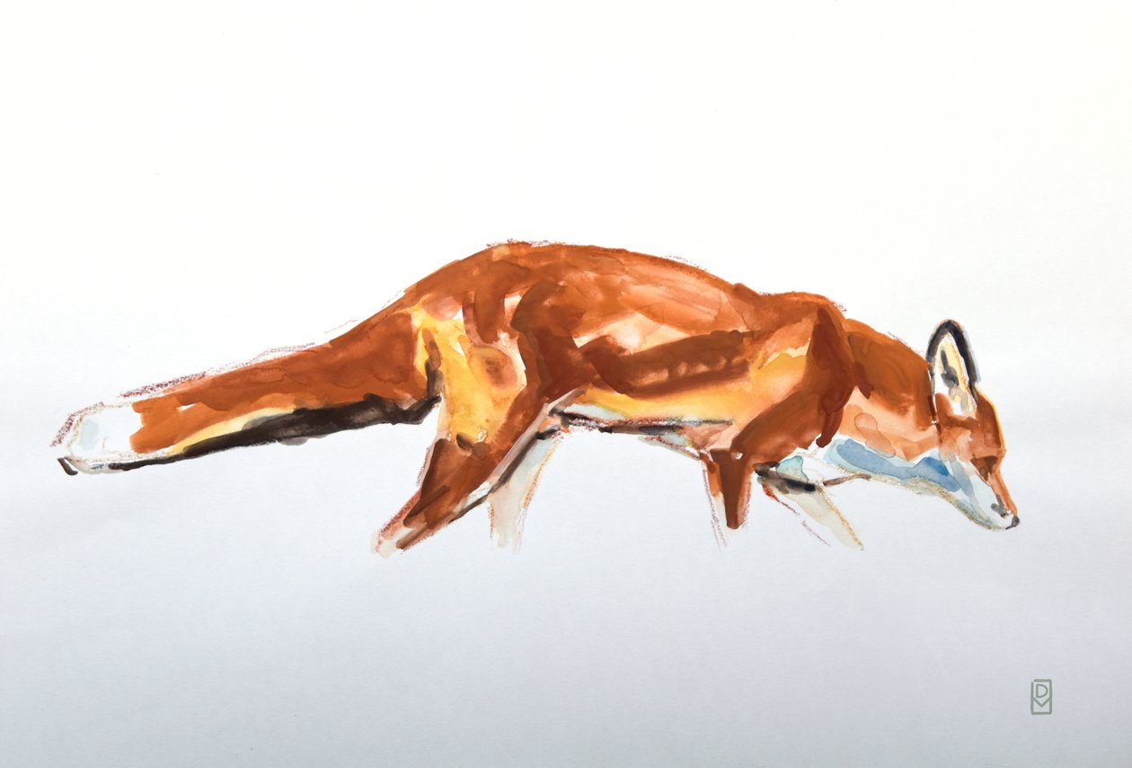 Red Fox, 2020 (akvarelli ja värikynä) tekijältä David Mayer