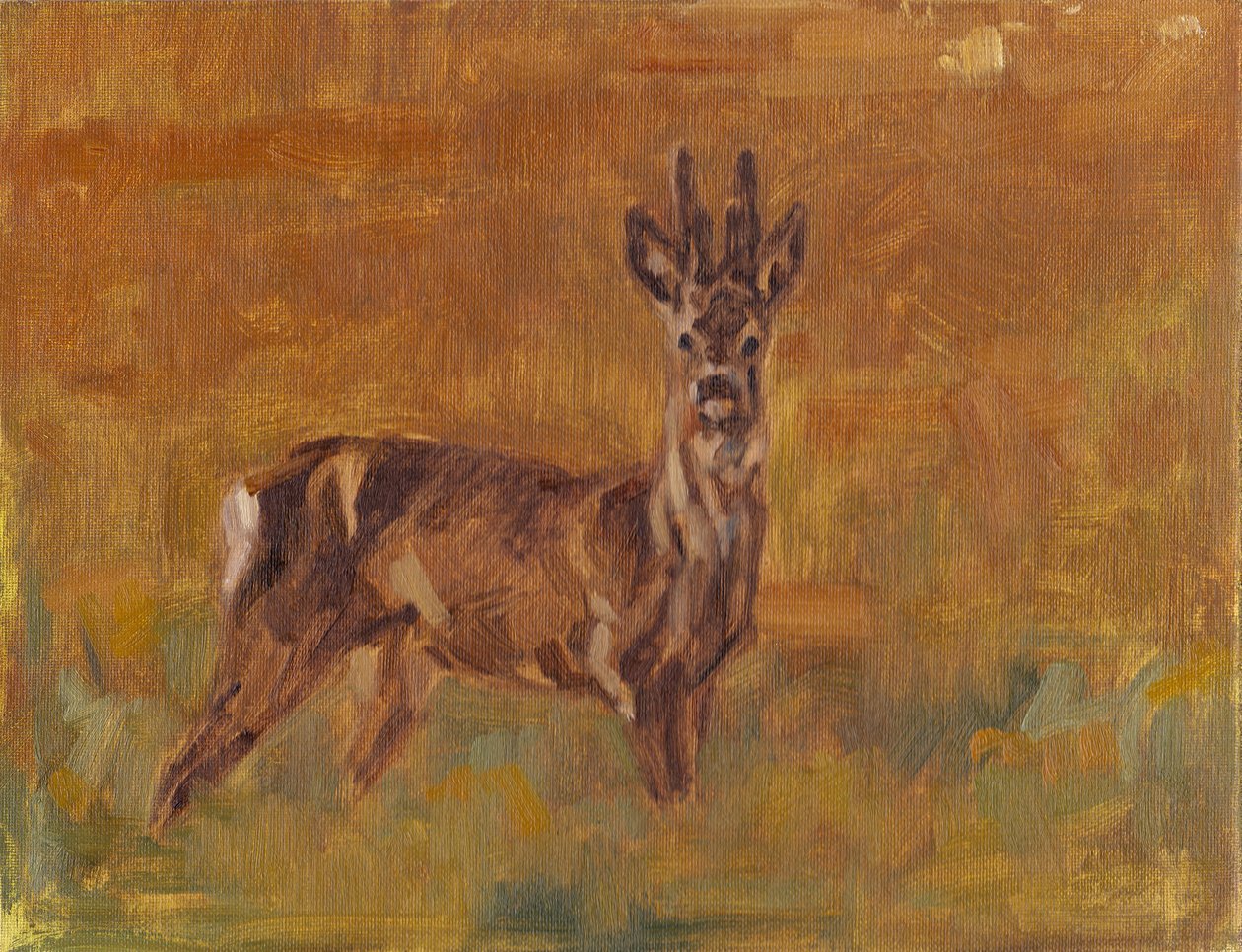 Roe Buck, 2021 tekijältä David Mayer