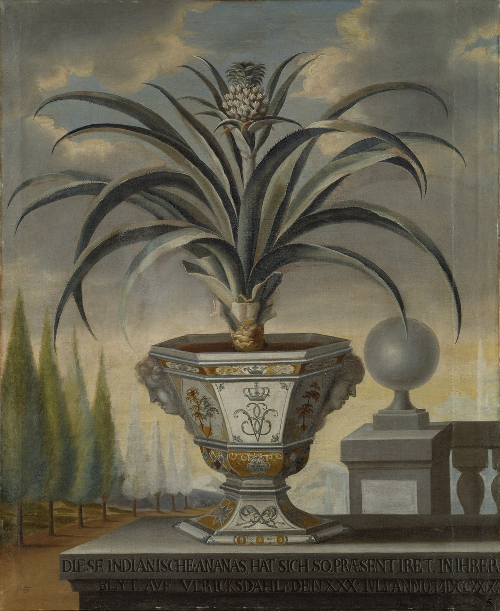 Ananaskasvi, 1729 tekijältä David von Coln
