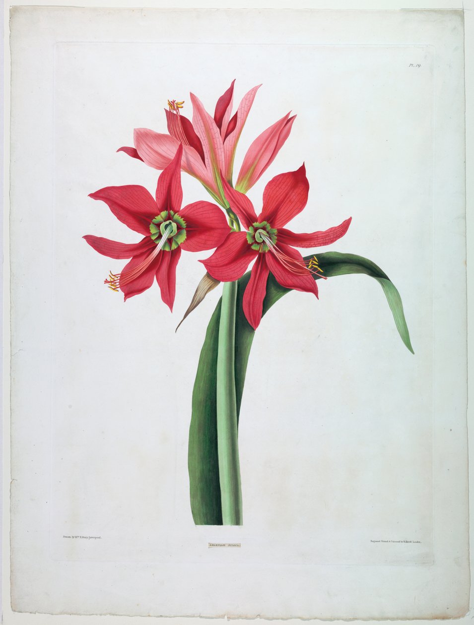 Amaryllis tuomioistuin tekijältä De Gouy
