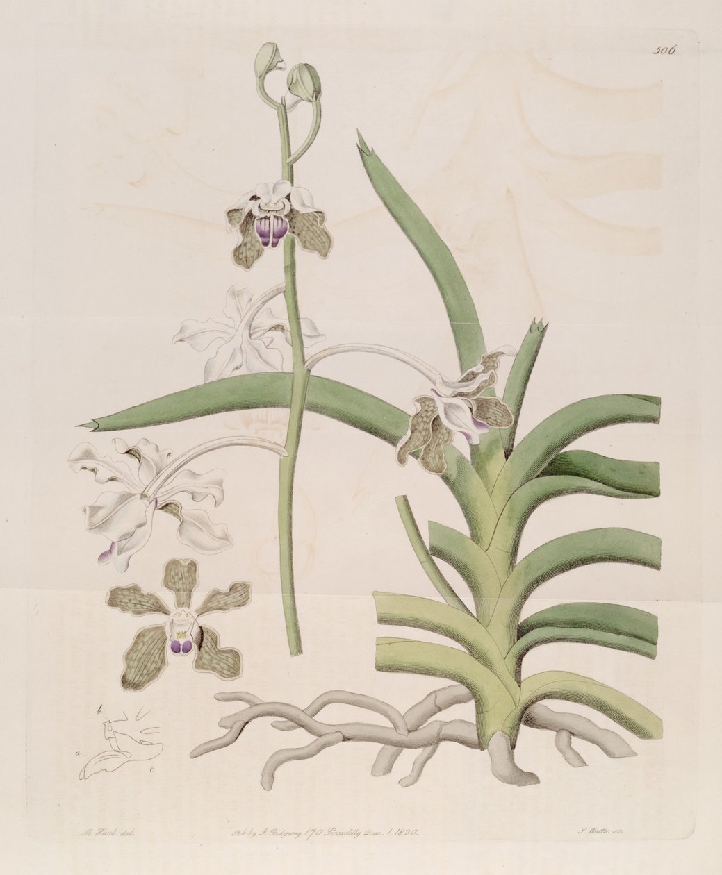 Kuva Vanda tessellata (syn. Vanda roxburghii) tekijältä Designer