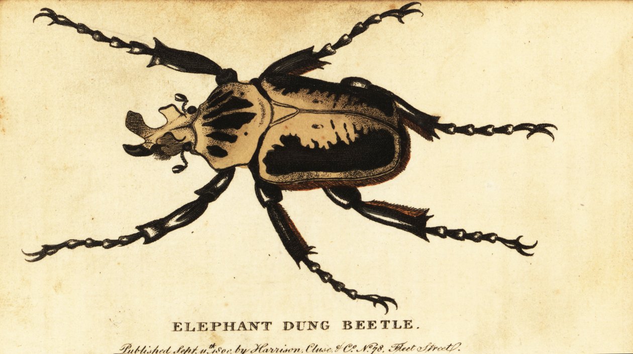 Kuninkaallinen goliattikuoriainen, Goliathus regius., 1800 (kaiverrus) tekijältä Dru Drury