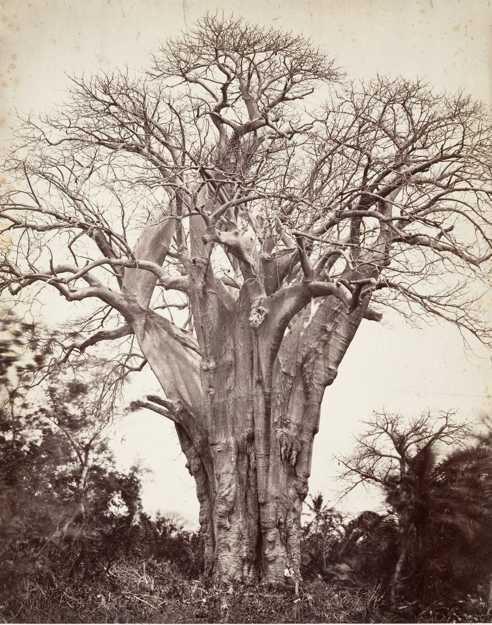 Baobab Mohelissa, 1863. tekijältä Désiré Charnay