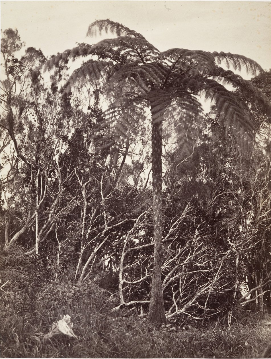 Saniainen, 1863. tekijältä Désiré Charnay