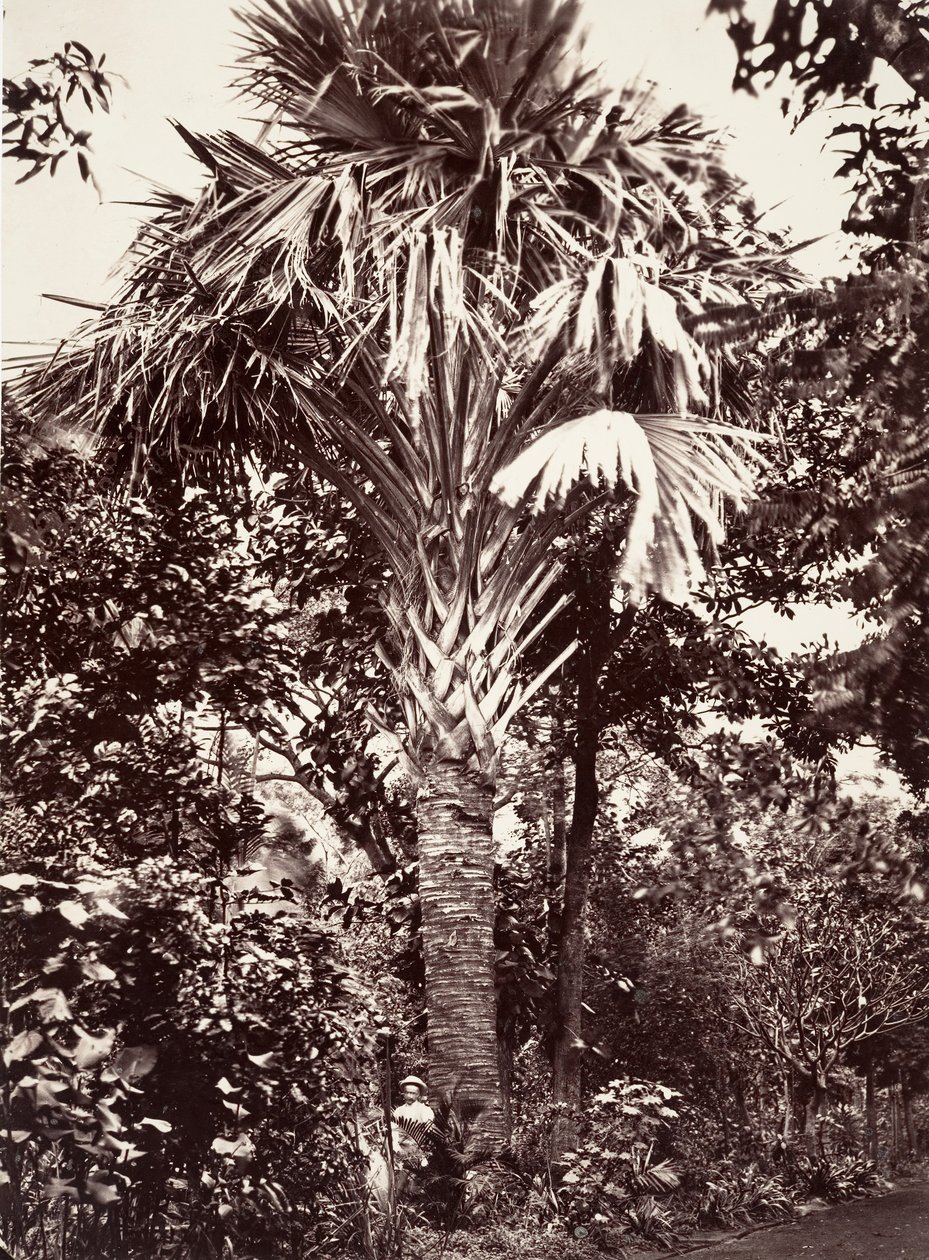 Grand Latanier, 1863. tekijältä Désiré Charnay