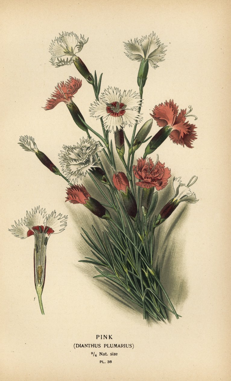 Vaaleanpunainen, Dianthus plumarius. tekijältä Désiré Georges Jean Marie Bois