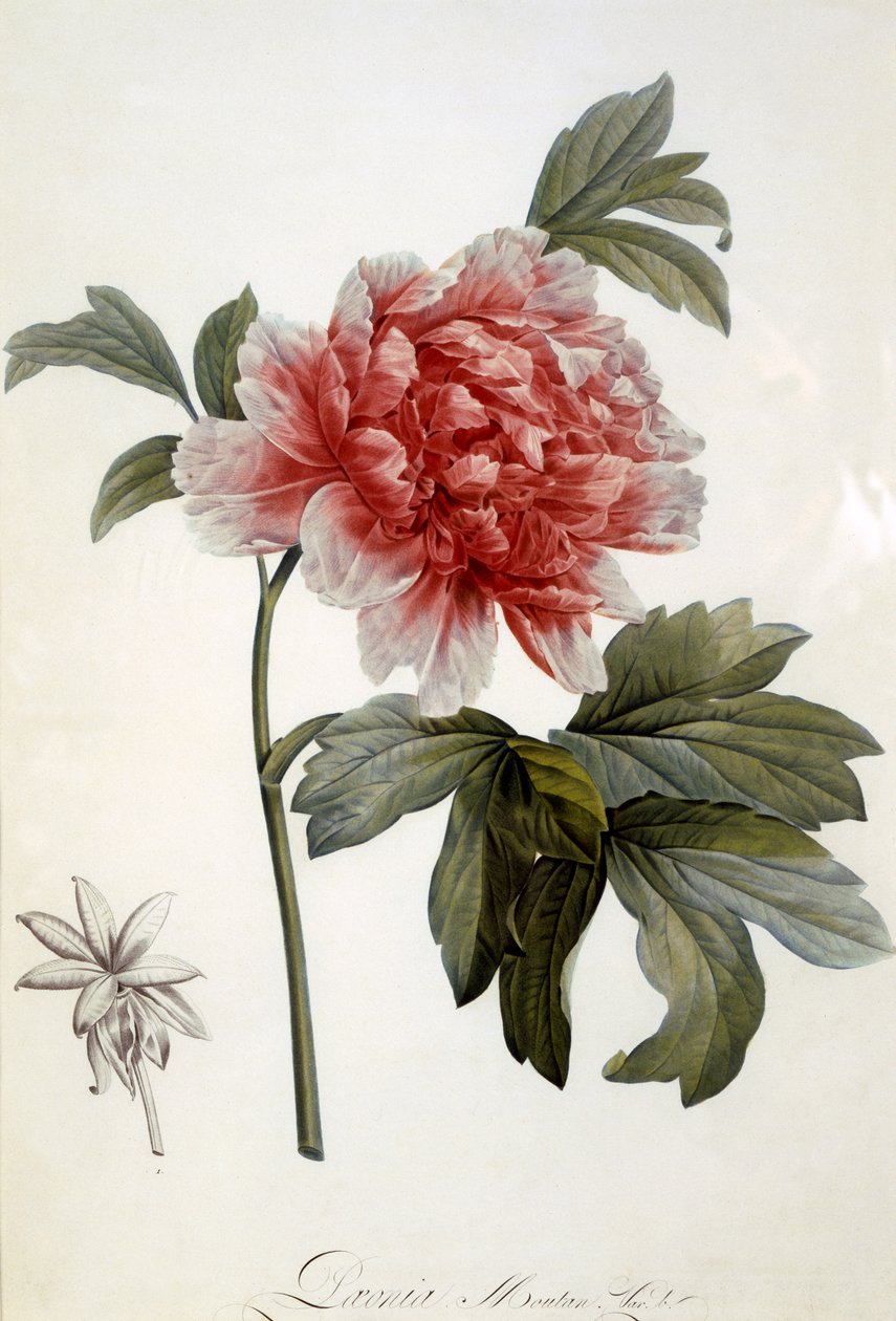 Paeonia Moutan, julkaistu 1799 (väripistekaiverrus) tekijältä Dutch School
