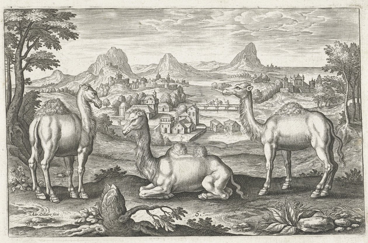 Kolme kamelia, kaiverrus Adriaen Collaert (n. 1560 - 1618) tekijältä Dutch School