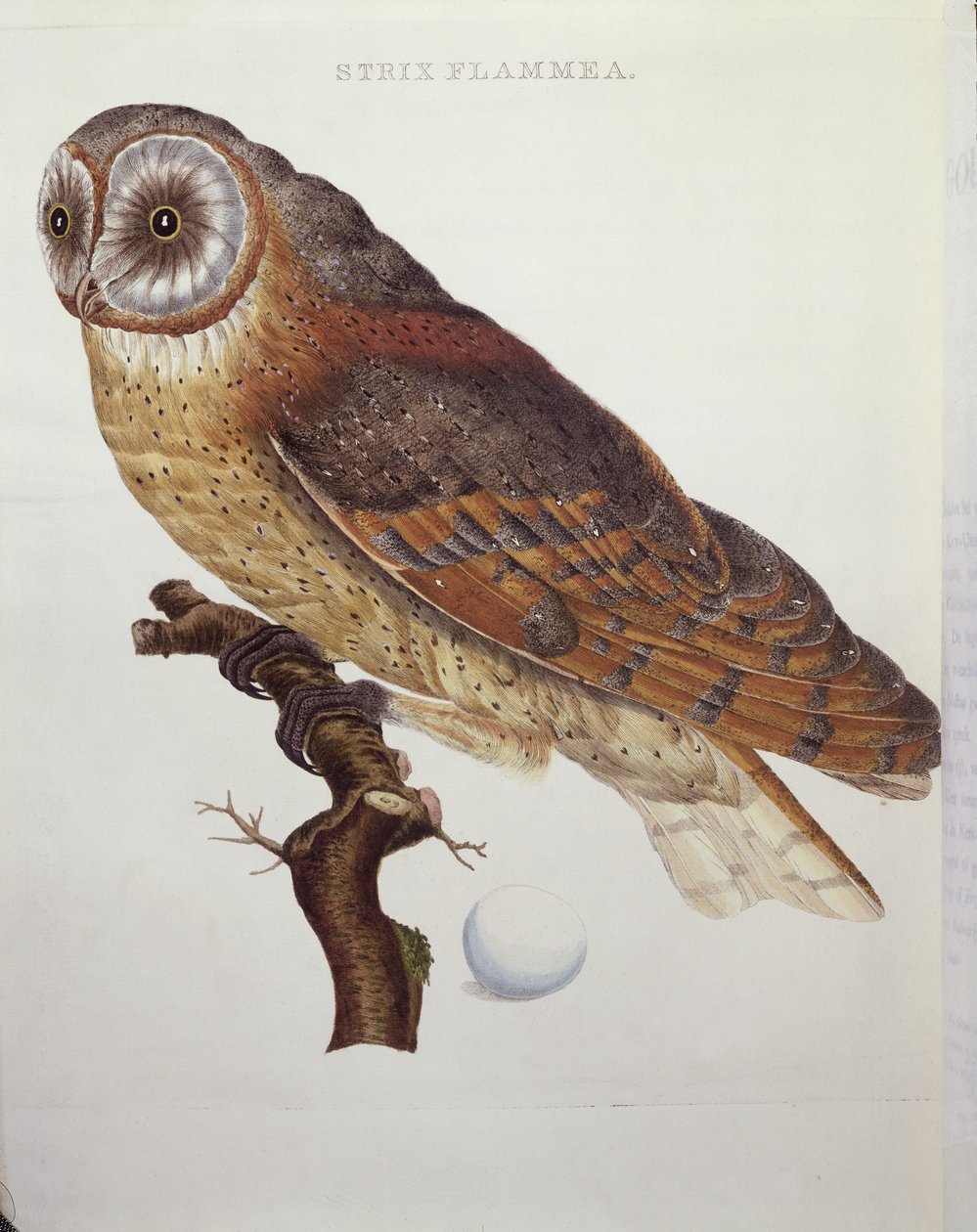 Pöllö (Strix Flammea) 1796 tekijältä Dutch School