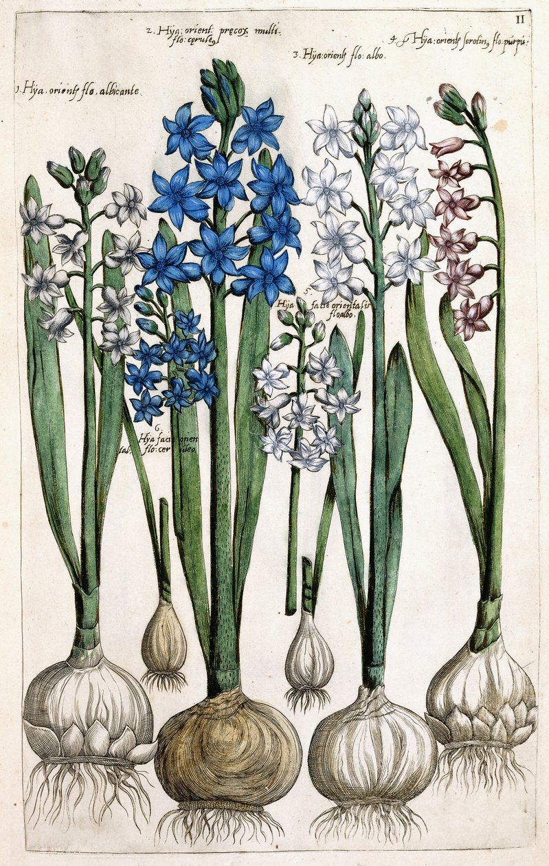 Hyasintit, 1631-1647 tekijältä Dutch School