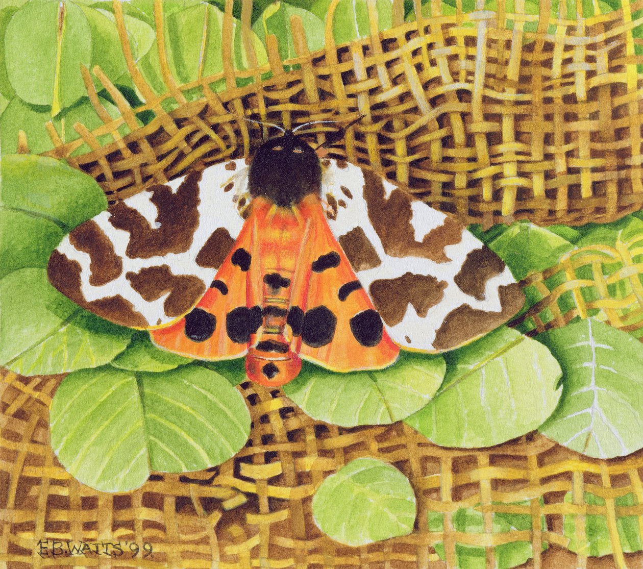 Tiger Moth, 1999 (akryyli paperille) tekijältä E.B. Watts