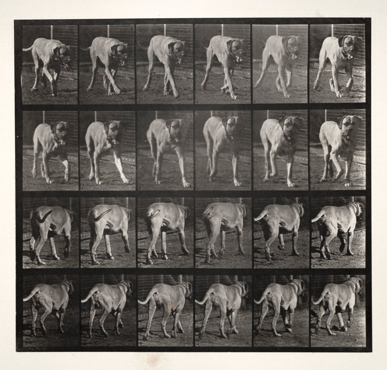 Dread Trotting, 1887. tekijältä Eadweard Muybridge