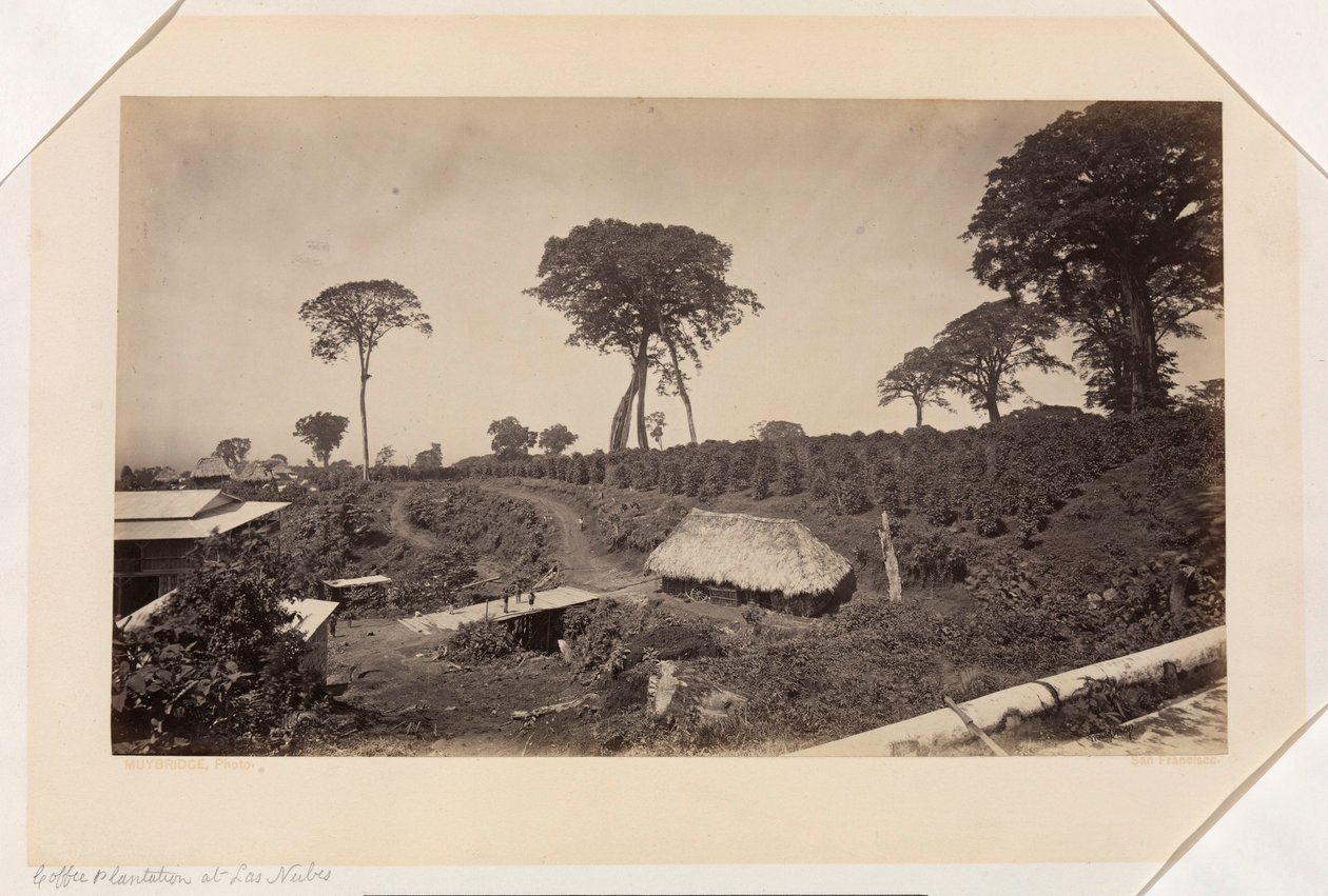Las Nubesin kahviviljelmä, Guatemala tekijältä Eadweard Muybridge