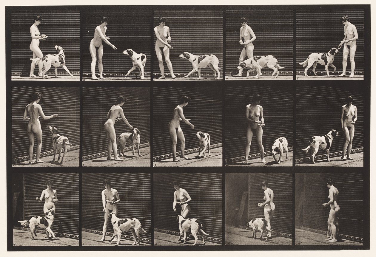 Levy 514. Koiran ruokinta tekijältä Eadweard Muybridge