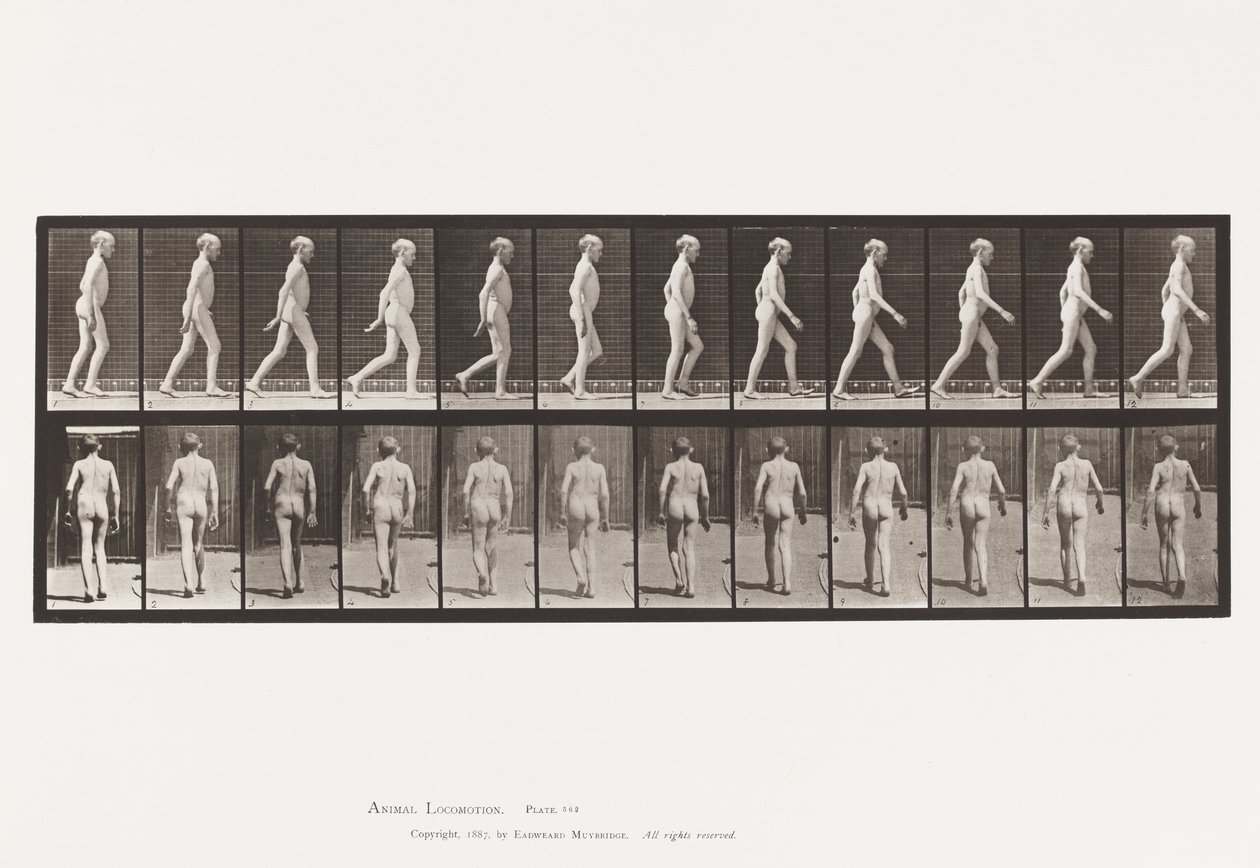 Levy 562. Selkärangan lateraalinen kaarevuus; Kävely tekijältä Eadweard Muybridge