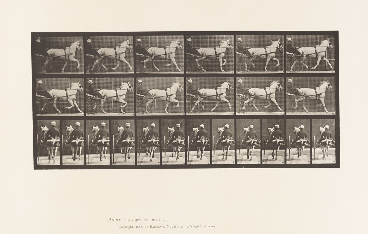 Levy 611. Ravi; Sulky; Harmaa tamma, Katydid tekijältä Eadweard Muybridge