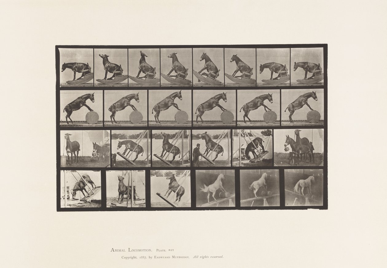 Levy 660. Muuli; Muut esitykset Denverissä tekijältä Eadweard Muybridge