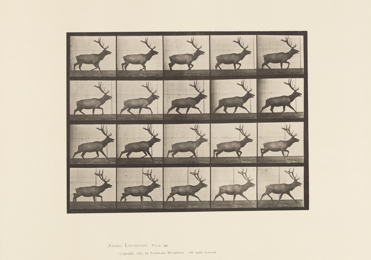 Levy 692. Hirvi, ravi tekijältä Eadweard Muybridge