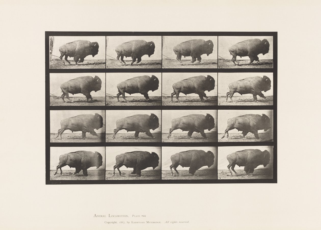 Levy 700. Buffalo; Laukkaa tekijältä Eadweard Muybridge