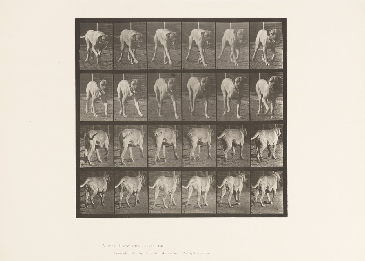 Levy 705. Koira; Ravi; Mastiffi tekijältä Eadweard Muybridge