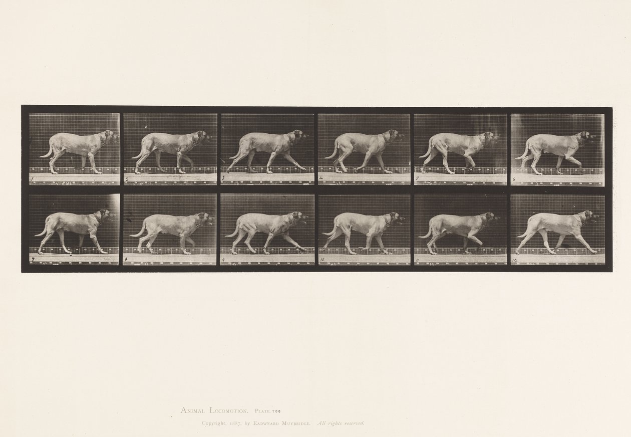 Levy 706. Koira; Ravi; Mastiffi tekijältä Eadweard Muybridge