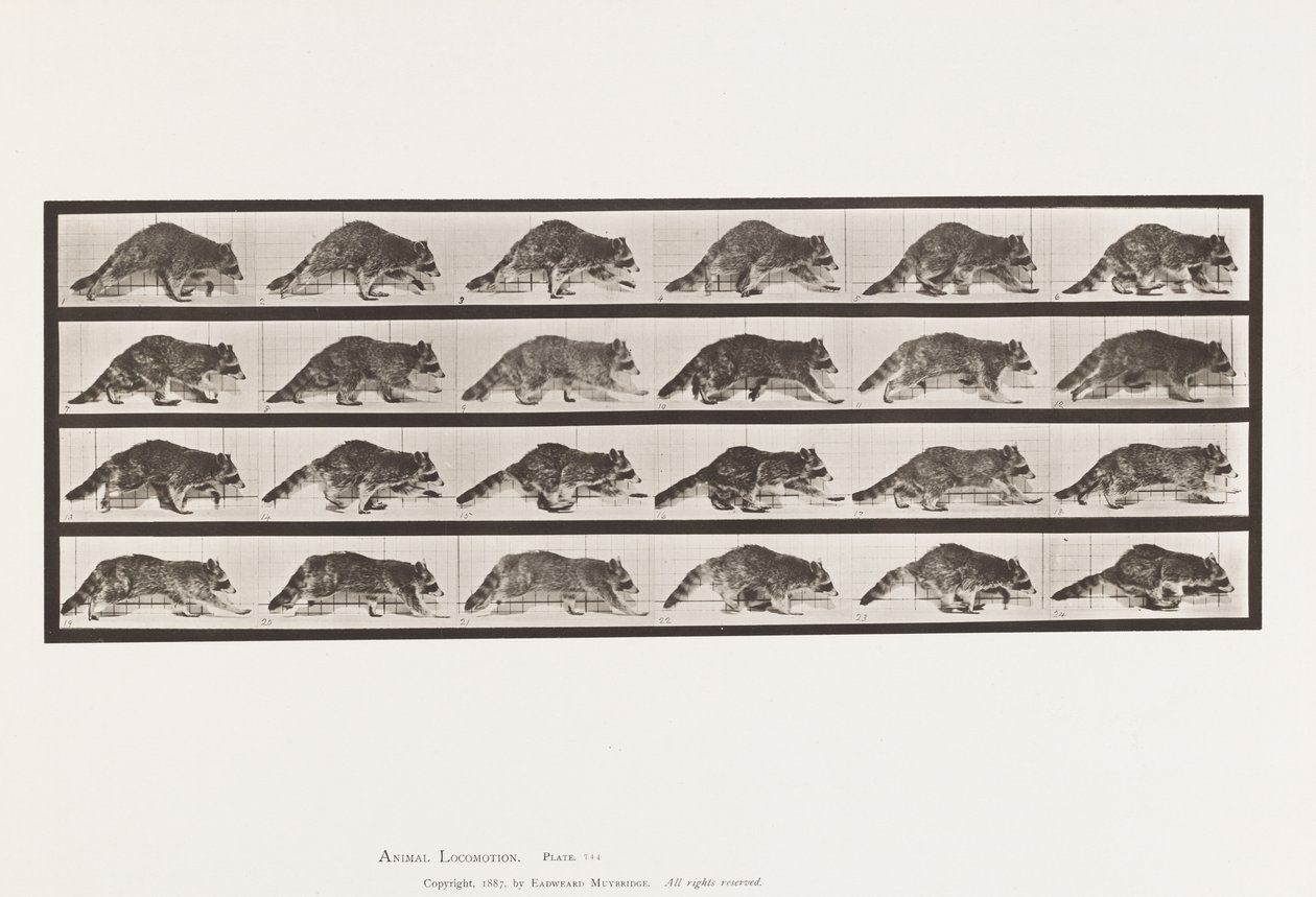 Levy 744. pesukarhu; Kävely; Vaihda laukkaa tekijältä Eadweard Muybridge