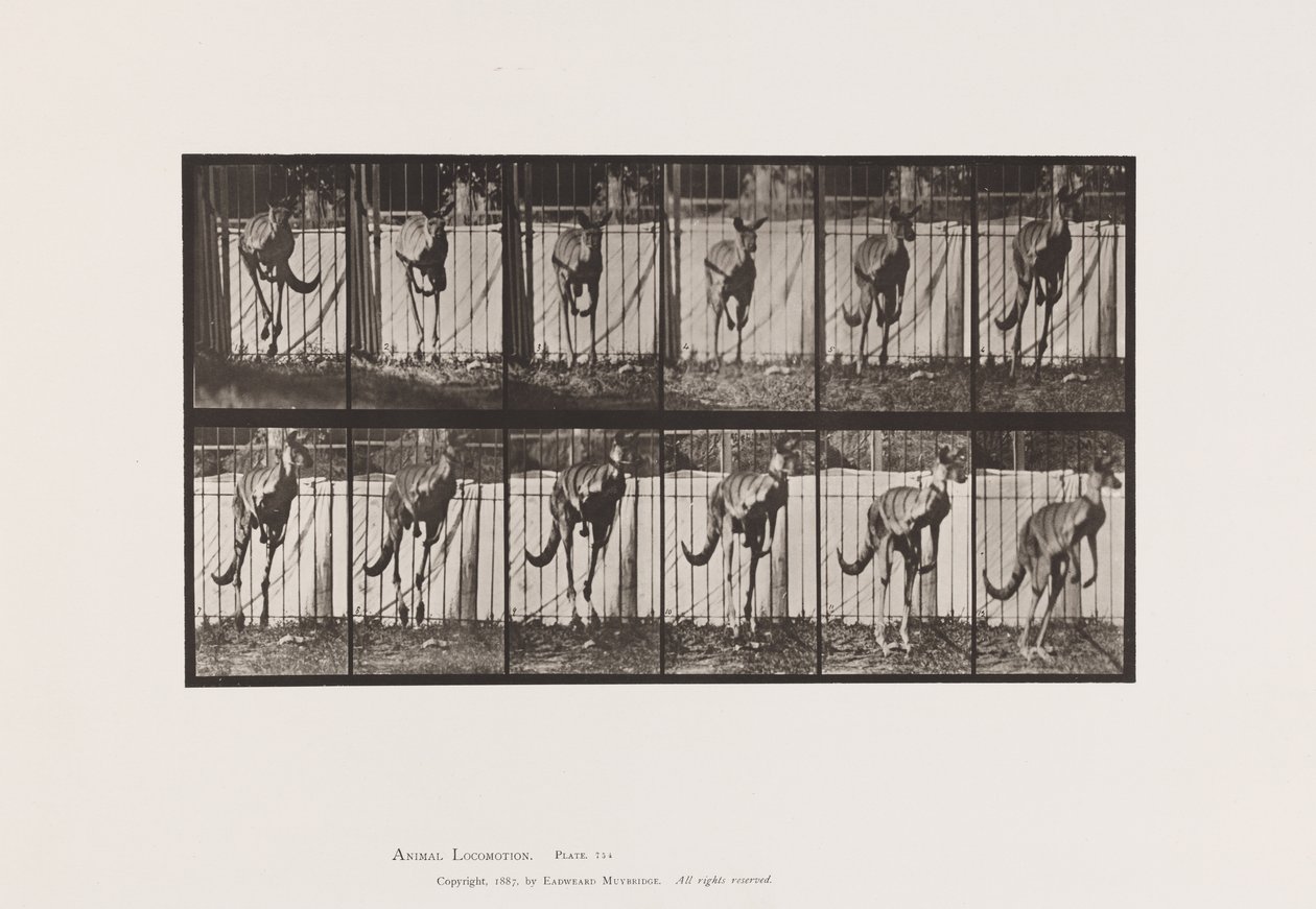 Levy 754. Kenguru; Hyppääminen tekijältä Eadweard Muybridge