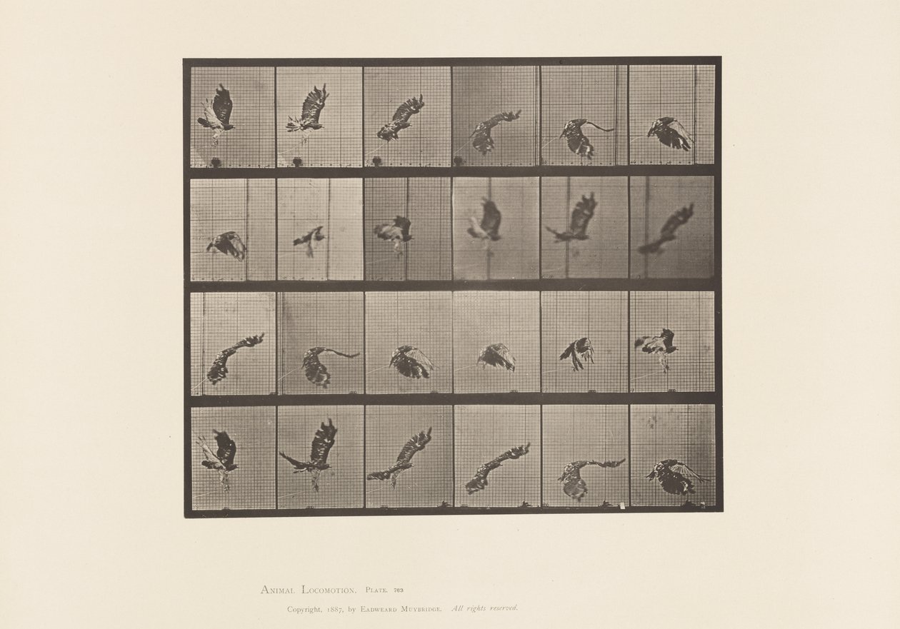 Levy 763. Red-Tailed Hawk; Lentäminen tekijältä Eadweard Muybridge
