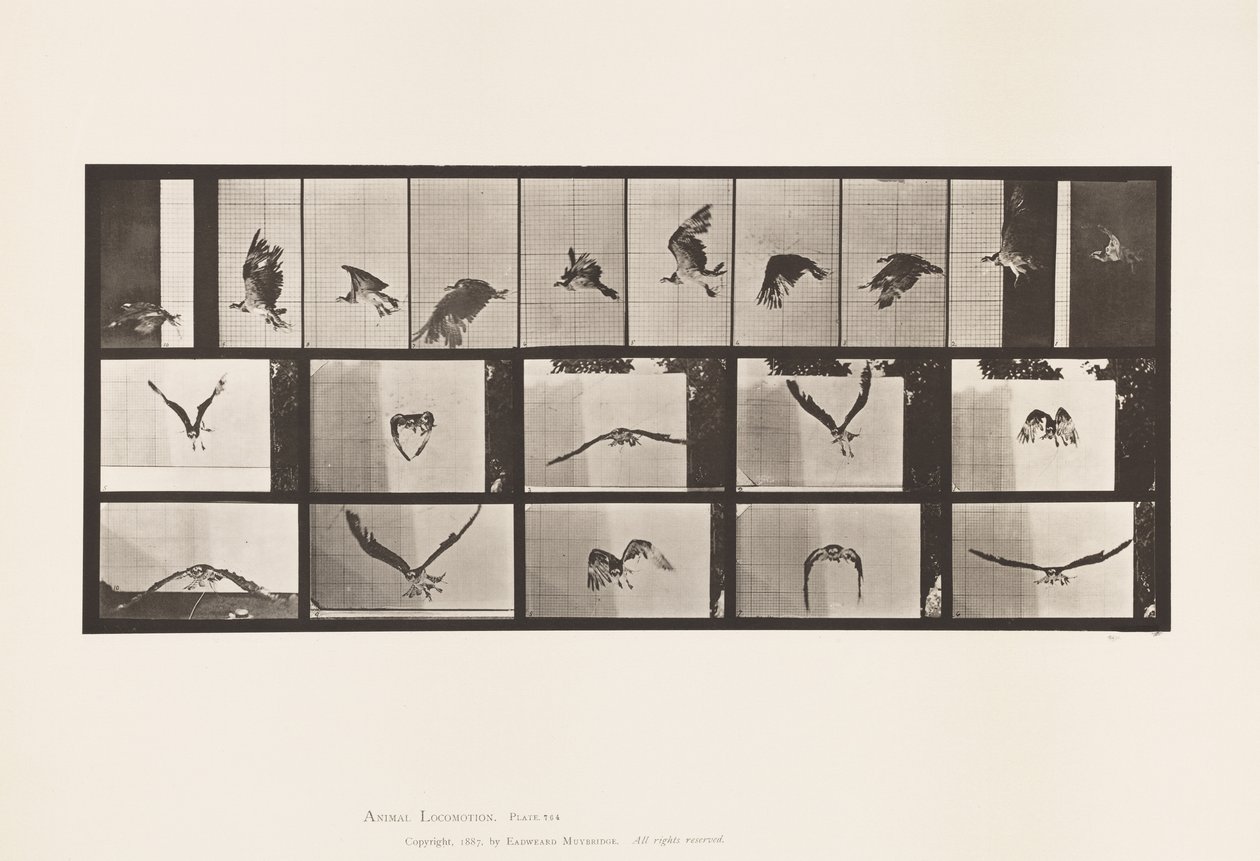 Levy 764. Fish Hawk; Lentäminen tekijältä Eadweard Muybridge
