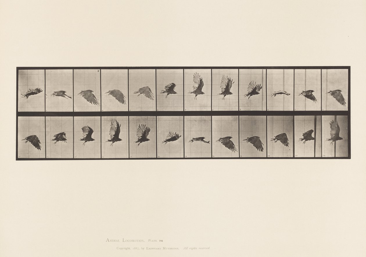Levy 766. Korppikotka; Lentäminen tekijältä Eadweard Muybridge