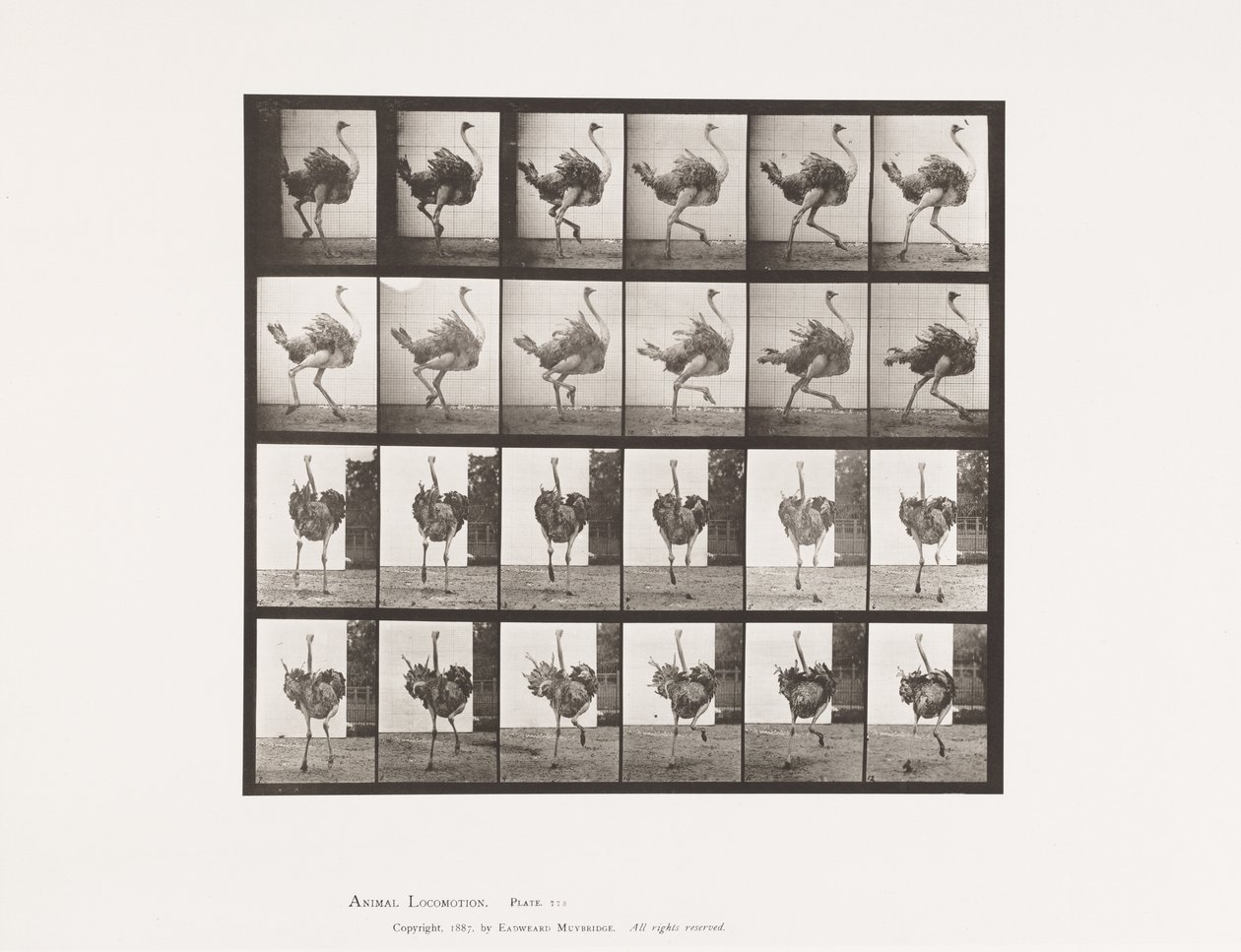 Levy 773. Strutsi; Juoksemassa tekijältä Eadweard Muybridge