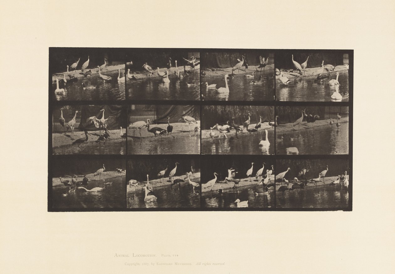 Levy 779. Haikarat; Joutsenet jne. tekijältä Eadweard Muybridge