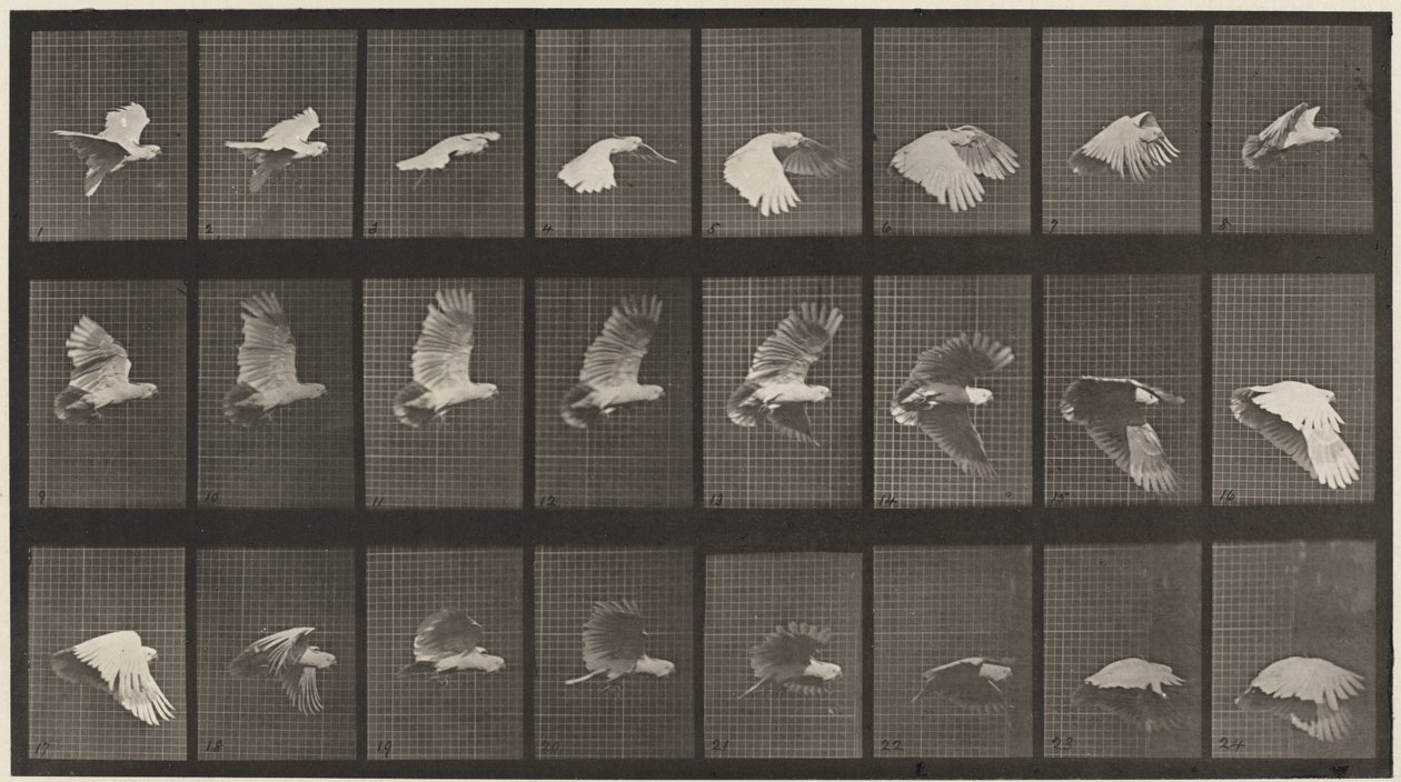Kilpi numero 758. Kakadu lentää,1887 (kuva) tekijältä Eadweard Muybridge