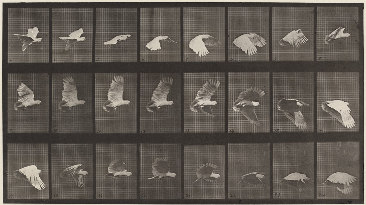 Kilven numero 758. Kakadu lentää tekijältä Eadweard Muybridge