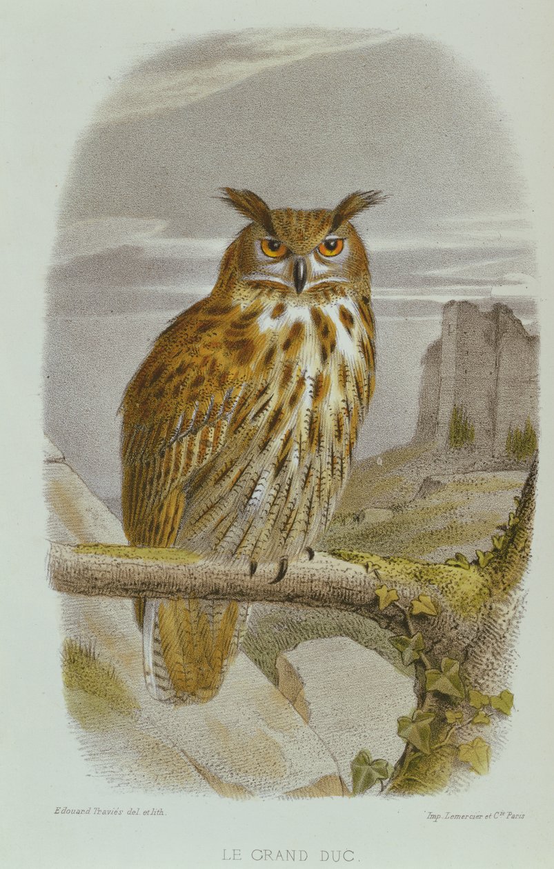 Pöllö (Bubo Bubo) tekijältä Edouard Travies
