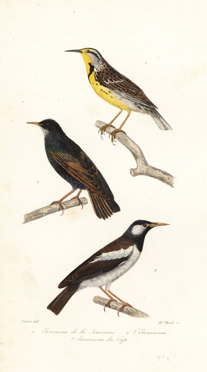 Itäinen niittykiuru, kottarainen ja pied myna. tekijältä Edouard (after) Travies