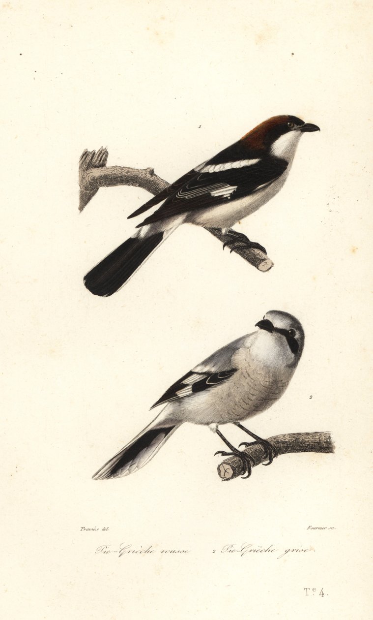 Woodchat-sirkka ja iso harmaakärki. tekijältä Edouard (after) Travies