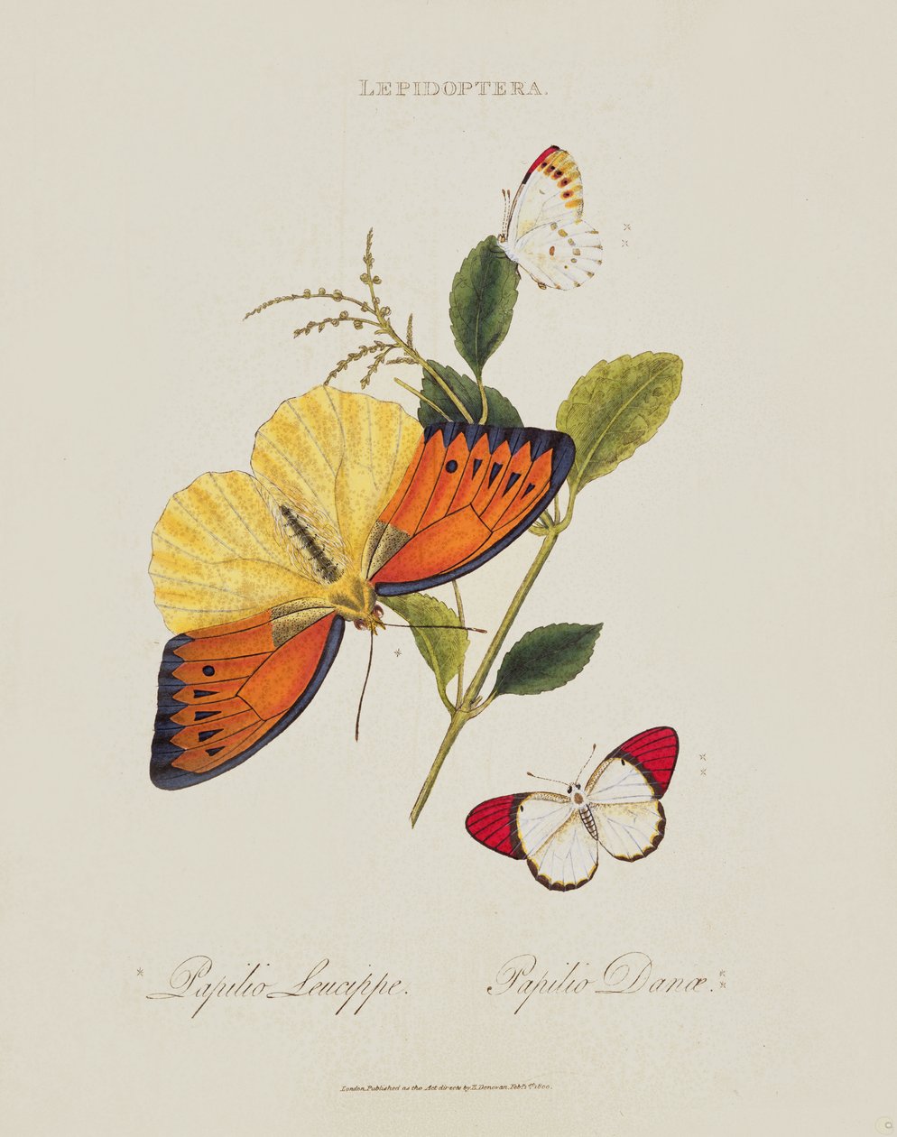 Perhoset: Papilio Leucippe; Papilio Danae, pub. taiteilija, 1800 tekijältä Edward Donovan
