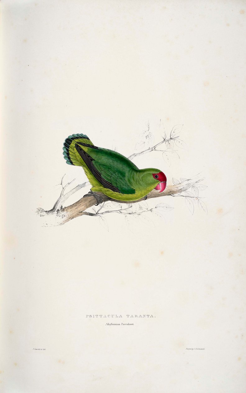 Agapornis taranta tekijältä Edward Lear